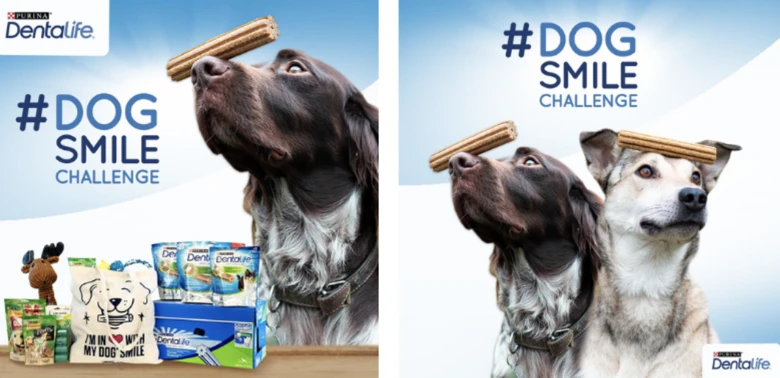 dogofriends interactive marketing