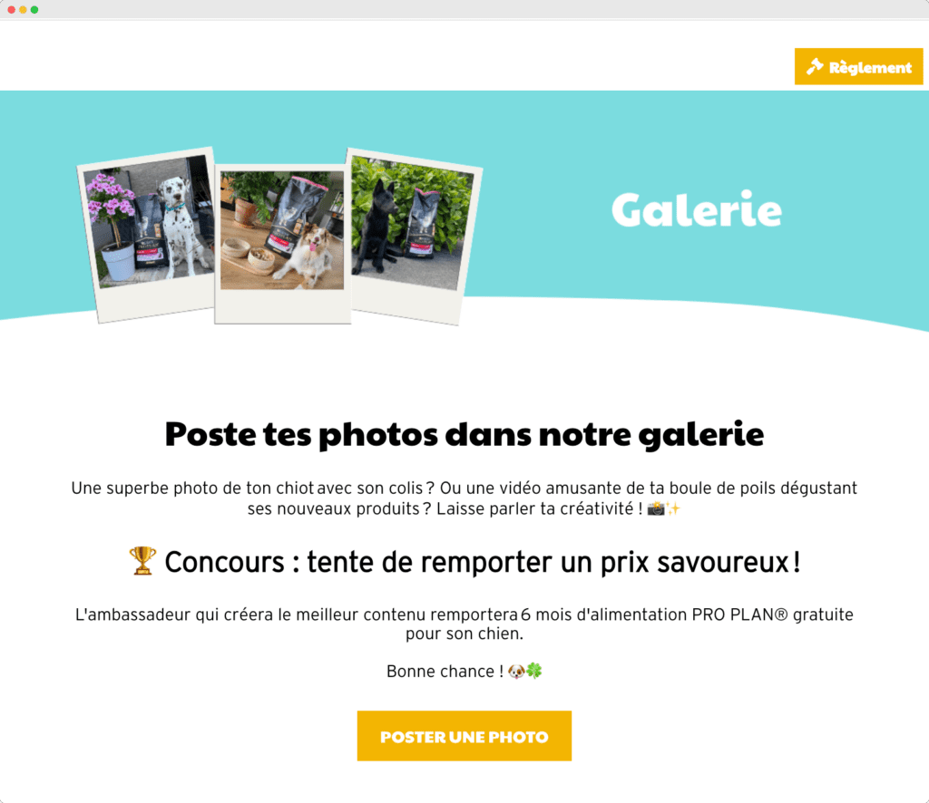 campagnes-marketing-preferees-mai-concours-photo-dogofriends