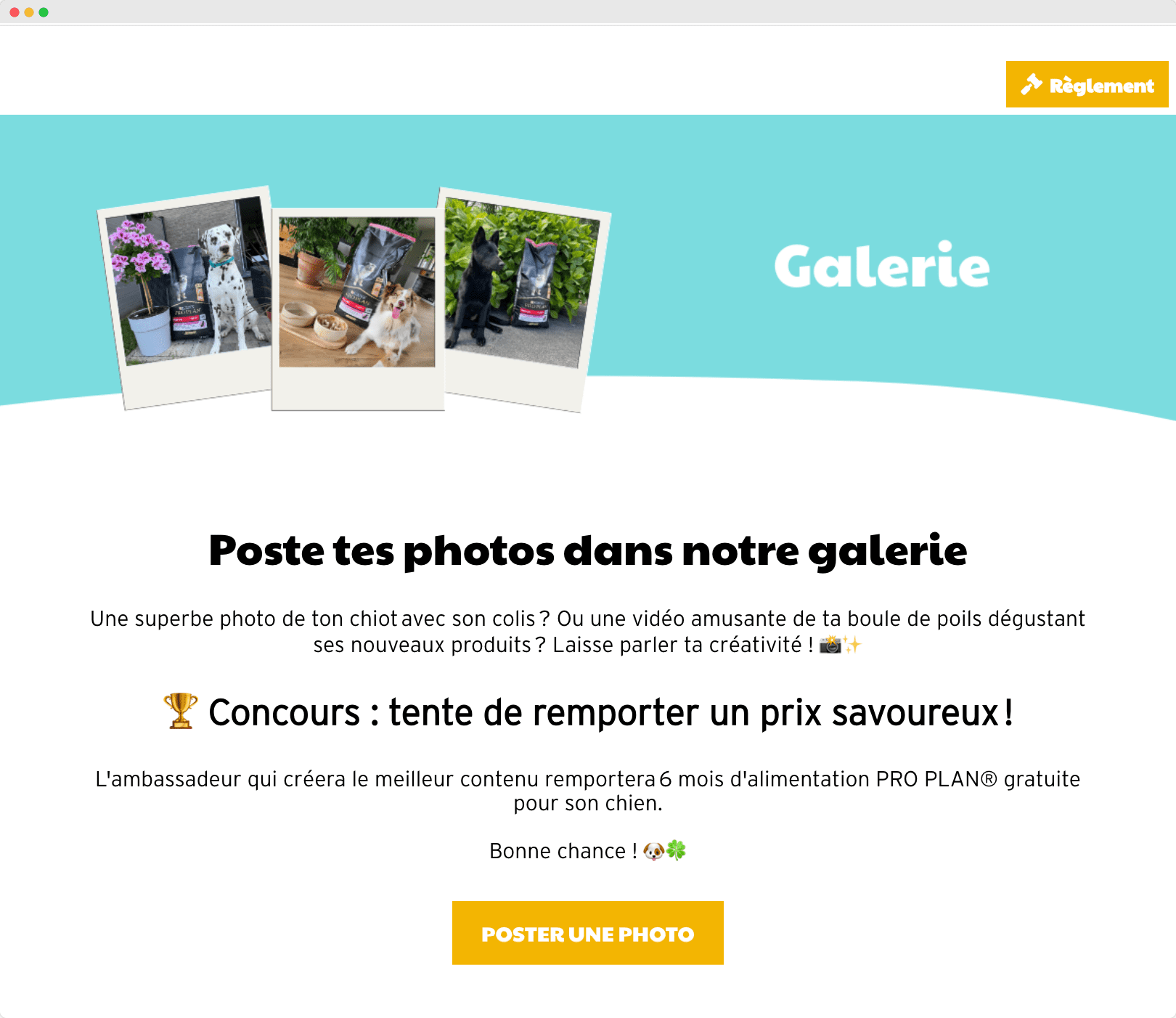 El concurso de fotos y vídeos de Dogofriends